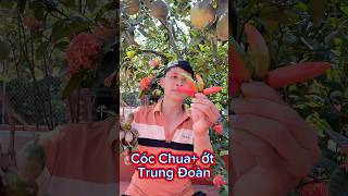 Điều Gì Sẽ Khiến Tôi Khiếp Sợ Tiếp Đây Ớt Trung Đoàn Siêu Cay + Cóc Chua #shorts