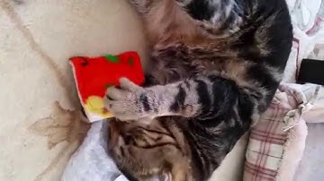 Enjoying Catnip Blanket ♫