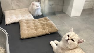 У нас новая кошечка🐈🐈Откровенный обзор подштанники🤩Слабонервным не смотреть👀