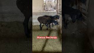 50миңге Сатылды Ургачы Козу🔥🔥🔥 #алатоо #атбазар #гиссар