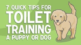 7 Quick Tips for TOILET TRAINING a Puppy or Dog screenshot 4