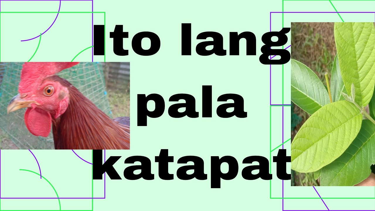 Mabisang gamot sa sipon at halak ng manok