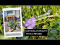 Barwinek pospolity - Vinca minor– zimozielona roślina okrywowa do każdego zakątka ogrodu