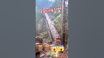 cutting machine Chainsaw STIHL tree cutting #tree #fall #shortsfeed #shorts #woodworking