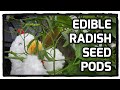 Rat&#39;s Tail Radish - Eating Radish Seed Pods