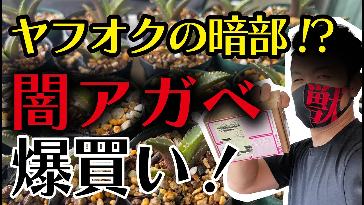 アガベ】怪しさ満点！？ヤフオクアガベを爆買いするぞ！【園芸育て方