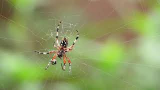 Spider on web 🐜 NO COPYRIGHT VIDEO screenshot 5