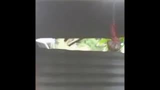 Baby Shima duet sama orang gila?