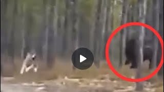 20 MILLION VIEWS Largest Wolves EVER Caught on Tape - An Update #shorts #short #shortvideo