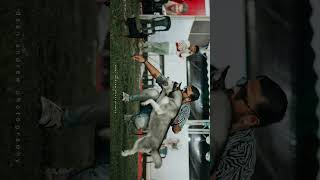 Siberian Husky x Miniature pinscher | Zara x Hulk (dog show)