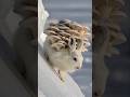 Against All Odds: How a Tiny Ermine Helped Save a Fragile Hare #animalrescue #polarrescue #hare