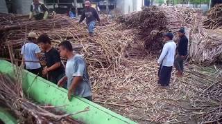 mini sugar mill 300 tcd sugarcane crushing machine. mesin giling gula merah.mesin giling gula putih