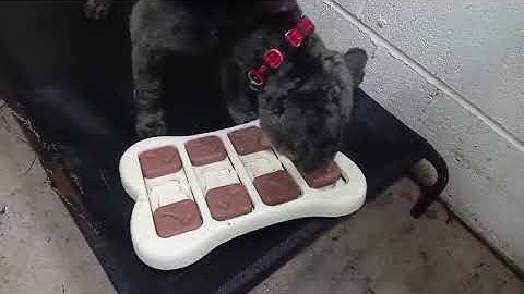 fergus enrichment #dogs #doggielife #puzzle