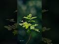 Lightroom Colorgrading..#lightroom #snapseed #photography #editing #creativeediting #leaf