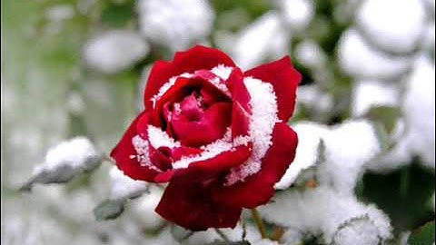 سورة الزلزله 99 بصوت الشيخ محمد صديق المنشاوي