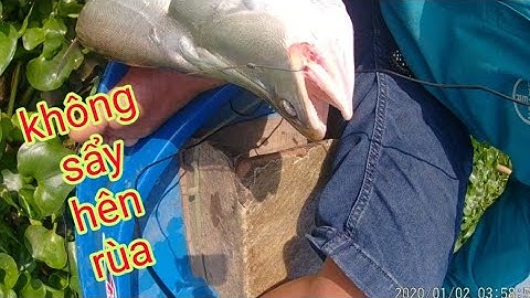 thả câu dính con cá hên rùa/định nguyễn hậu giang