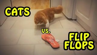 cat in flip flop