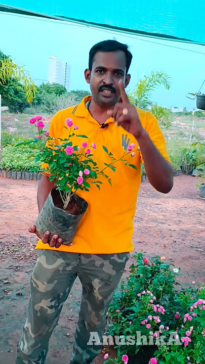My secret tips to get more roses in my garden என்னுடைய ரோஜா செடி ரகசிய டிப்ஸ் #how short,ஷார்ட்ஸ்
