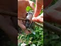 airlayering technique using coconut fiber🌳