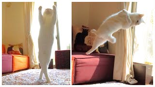 【Funny Cat Pictures 】Cat dances like a true ballerina!