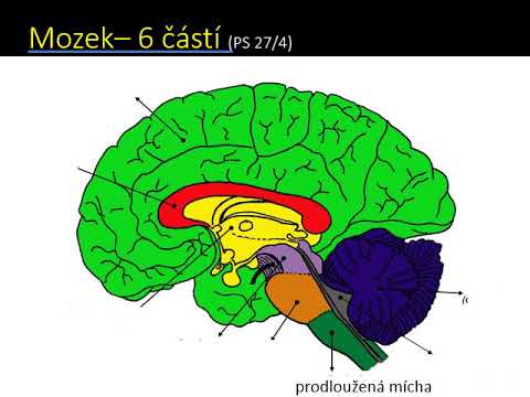 Video: Anatomie Nervového Systému, Diagram A Funkce Healthline