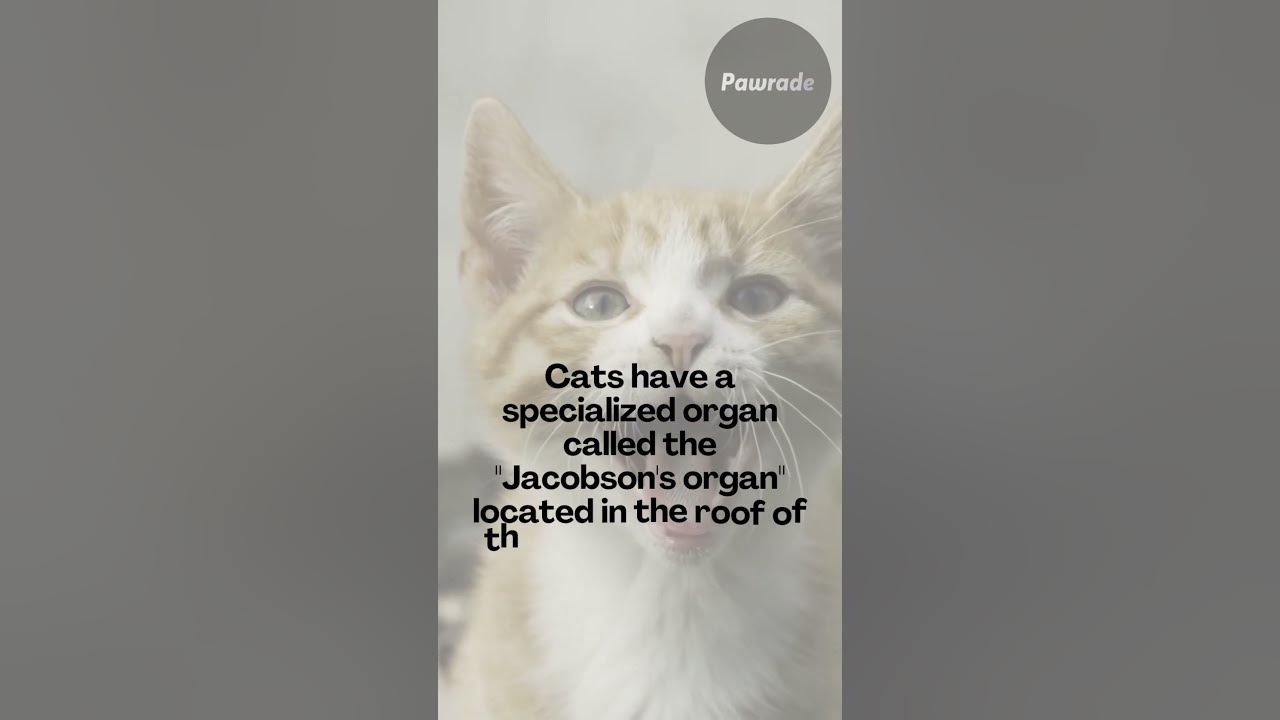 training-cats-using-their-jacobson-s-organ-shorts-youtube