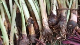 Beli bibit talas P1,P3 online dari Bogor