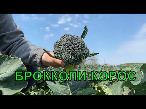 БРОККОЛИ КОРОС отзыв