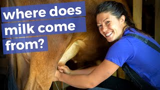 Having a family dairy cow is a lot of work... // Homesteading