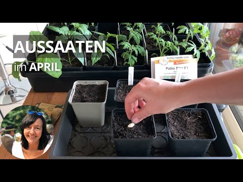 Aussaaten im April: