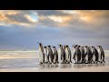 How penguins survive | #penguins 