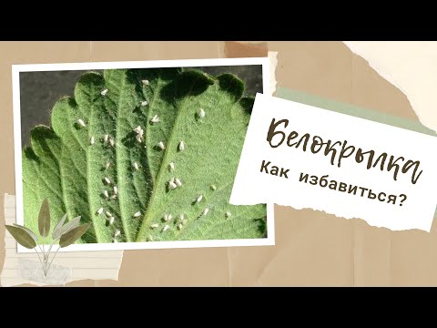 Помогло мне поможет и вам. Как избавиться от белокрылки?