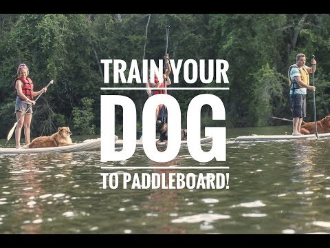 วีดีโอ: ฝึกสุนัขของคุณเพื่อขี่กระดาน Paddleboard