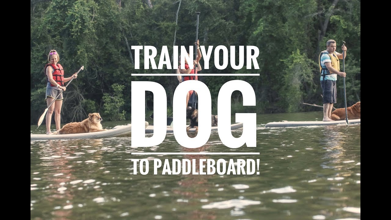 How To Train Your Dog To Paddle Board With You! - YouTube