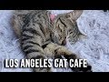 LA's Cat Cafe! Cuteness OVERLOAD! - Crumbs and Whiskers