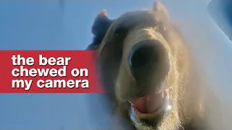 A bear found my GoPro and took a selfie