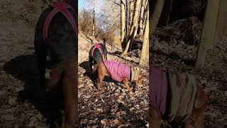 Smudge And Her New Dog Friend