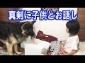 シェパード犬と子供の真剣なお話German Shepherd dog