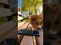 Monkey taking pictures of random people at Park #funny