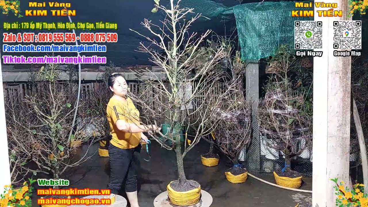 Phôi Mai Thủ Đức Giá Rẻ Bao Ship Bao Sống Toàn Quốc - Mai Vàng Kim Tiền Chợ Gạo