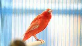 orange roller canary chirping