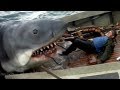 Камераға түсіп қалған акулалардың шабуылы