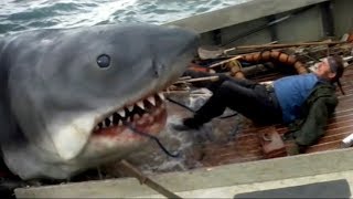 Камераға түсіп қалған акулалардың шабуылы