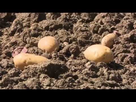 კარტოფილის მოსავლის აღება თიანეთში (შპს ჯეოფერტი - GeoFert LTD)