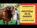 PROTEINA PARA EL GANADO 🐂 |  ALIMENTACIÓN 🐂