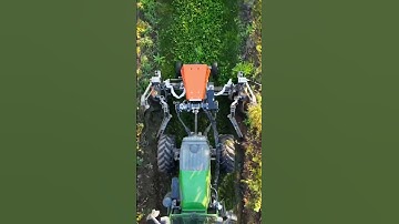 Expert Tips for Weeding in a Grape Orchard 🍇