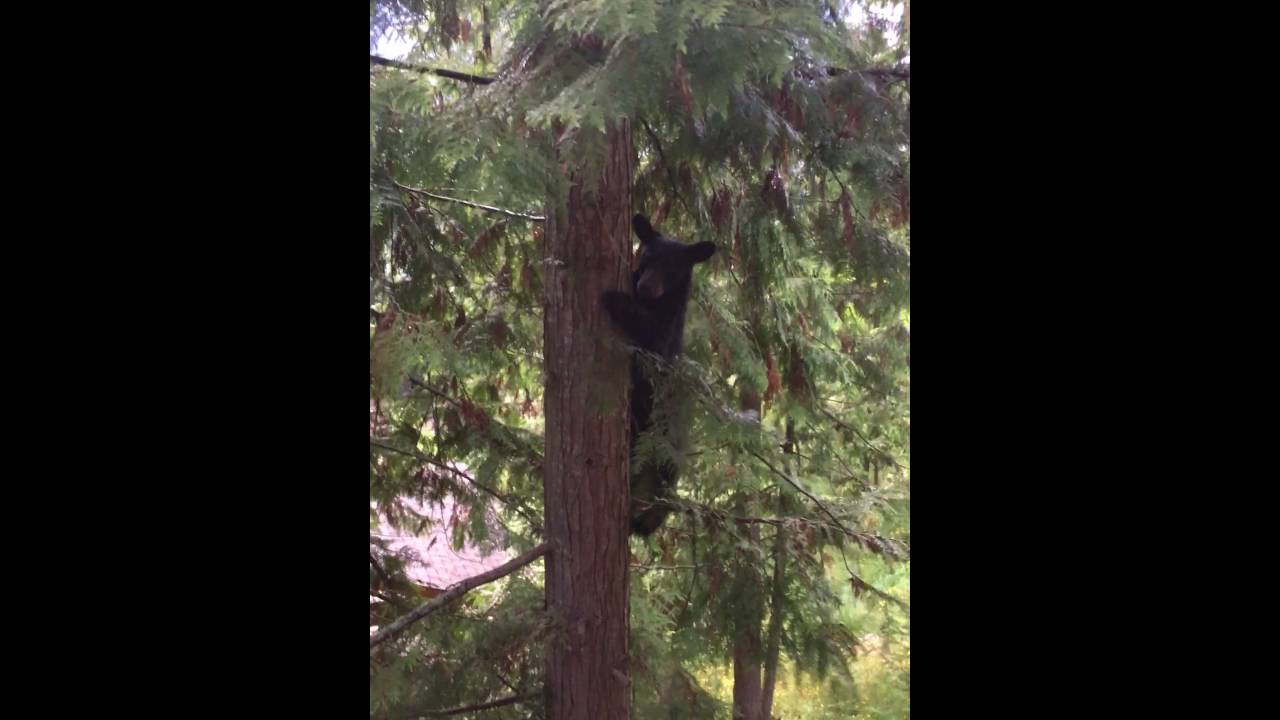 How High Can Black Bears Jump