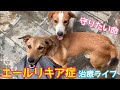 【ララとクレンが病気に‼️】しっかり治そうねライブ