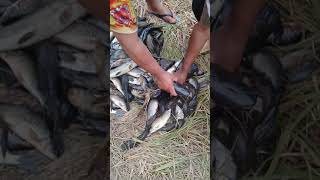 Muito peixe no acampamento