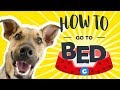 How to teach your dog to go to bed  chewy